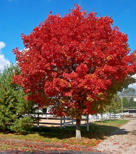 Red Sunset Maple Tree