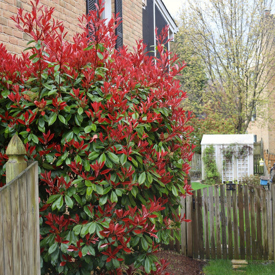 red and green evergreen foliage on the red tip photinia 