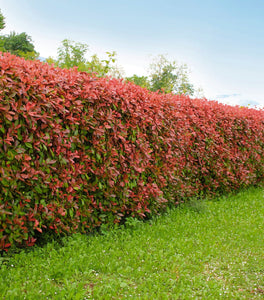 Red Tip Photinia