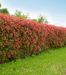 Red Tip Photinia
