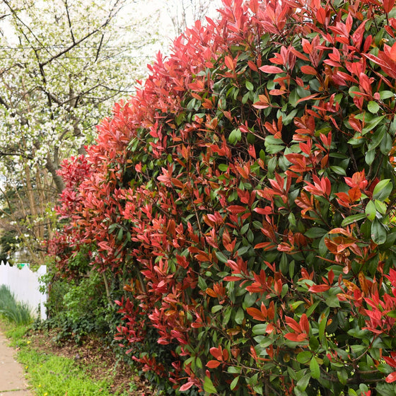 Red Tip photinia growing as a privacy hedge along a sidewalk