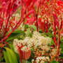 pure white flowers and red foliage on the red tip photinia