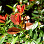 red tip photonia red spring growth
