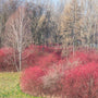 Red Twig Dogwoods light up the winter garden