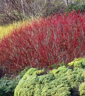 Red Twig Dogwood
