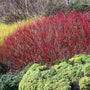 red twig dogwoods with bright red stems in the winter