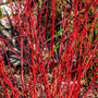 bright red stems on red twig dogwood