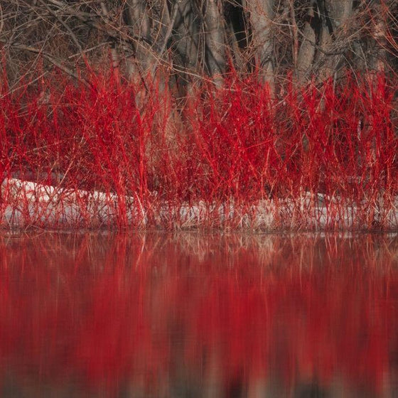 red twig dogwood reflecting on the water