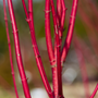 close look at the bright red stems of the red twig dogwood