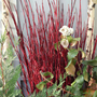 red twig dogwood stems are bright red making them perfect for holiday decor