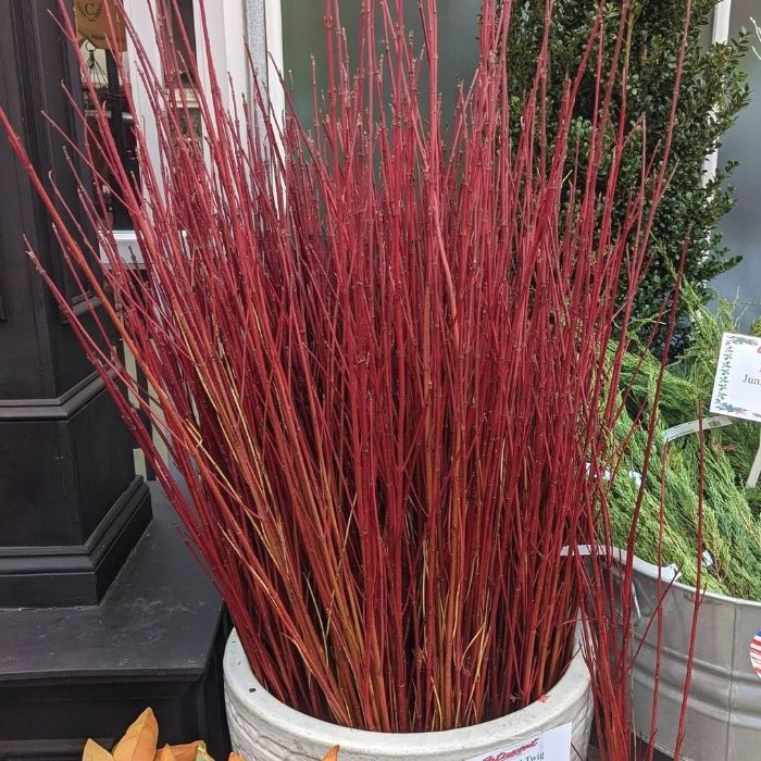 Faux Flowering Dogwood Branch Bright Red