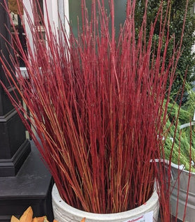 Red Twig Dogwood Stems