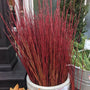 bunches of natural red twig dogwood stems