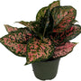 Red Valentine Chinese Evergreen in a 6-Inch Pot