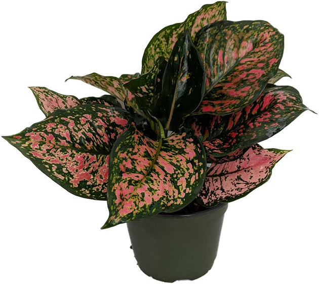 Red Valentine Chinese Evergreen in a 6-Inch Pot