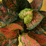 Mature Red Valentine Chinese Evergreen displaying upright clumping growth and compact colorful foliage in an indoor container