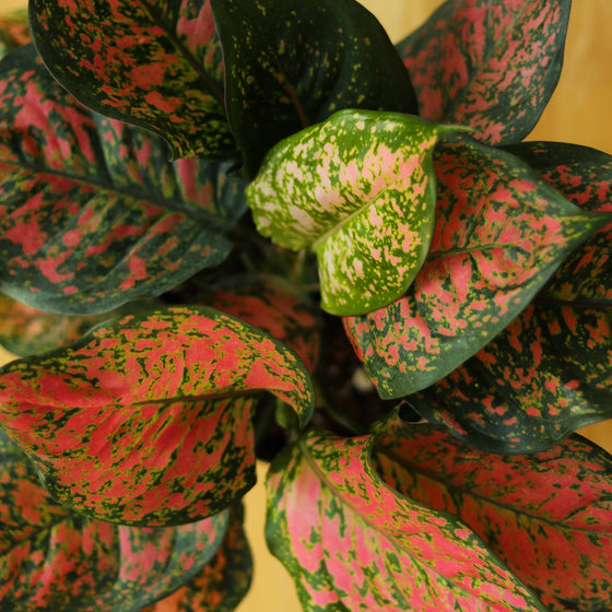 Mature Red Valentine Chinese Evergreen displaying upright clumping growth and compact colorful foliage in an indoor container