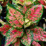 Close-up of Red Valentine Chinese Evergreen leaves showing glossy texture with vivid pink-red mottling and rich green edges