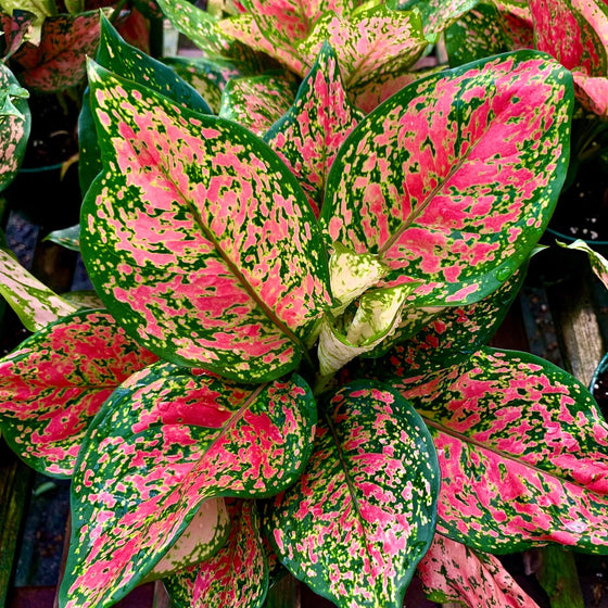 Close-up of Red Valentine Chinese Evergreen leaves showing glossy texture with vivid pink-red mottling and rich green edges