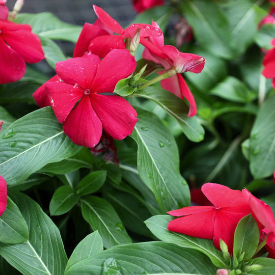 burgundy flower with green foliage