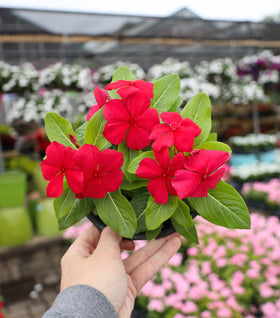 Red Vinca