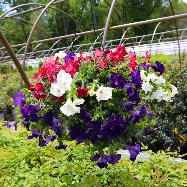 blue and white hanging planter Buy Red White and Blue Petunia Combo Pot Online |Patriotic Plants