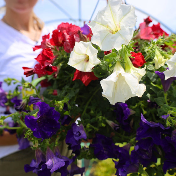 close up view of the red white and blue petunia hanging basket annual plant