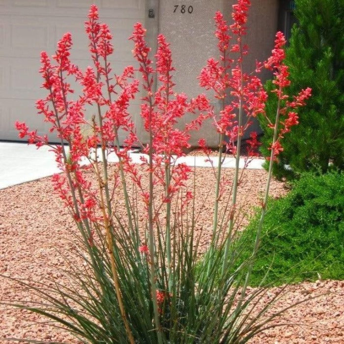 can yucca grow in shade Red Yucca