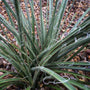 Texas Red Yucca shrub