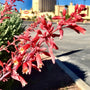 Red flowers on Texas Red Yucca shrubs