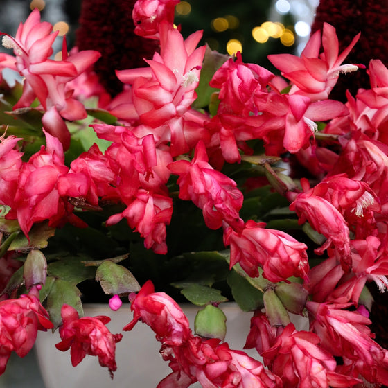 a mass of red christmas/thanksgiving cactus blooms