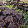 Redbor Kale in the garden