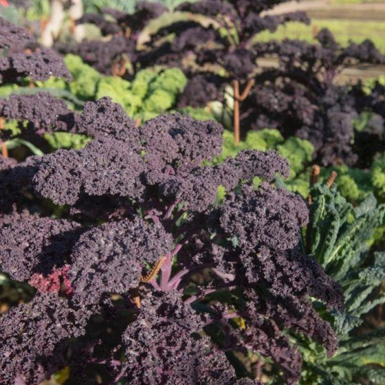 Buy Redbor Kale Online 