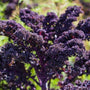 purple annual Redbor Kale