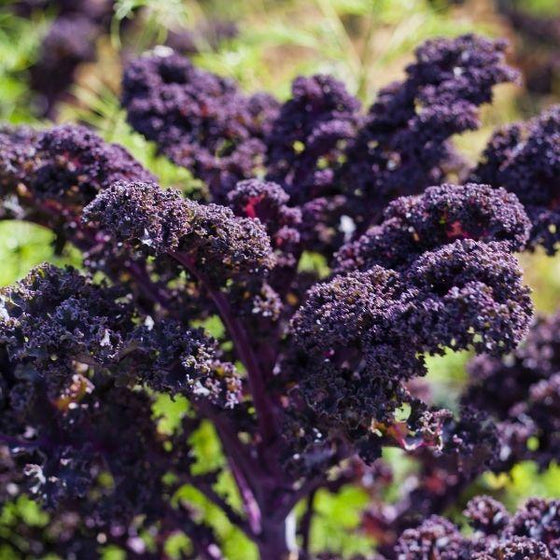 purple annual Redbor Kale