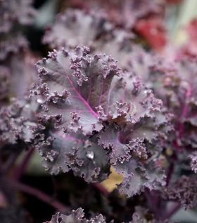 Redbor Kale
