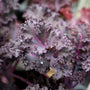purple Redbor Kale in a garden