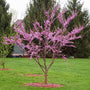 eastern redbud tree, attractive canopy and pink flowers in backyard landscape