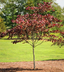Eastern Redbud Tree