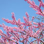 close up of eastern red buds pink blooms in april