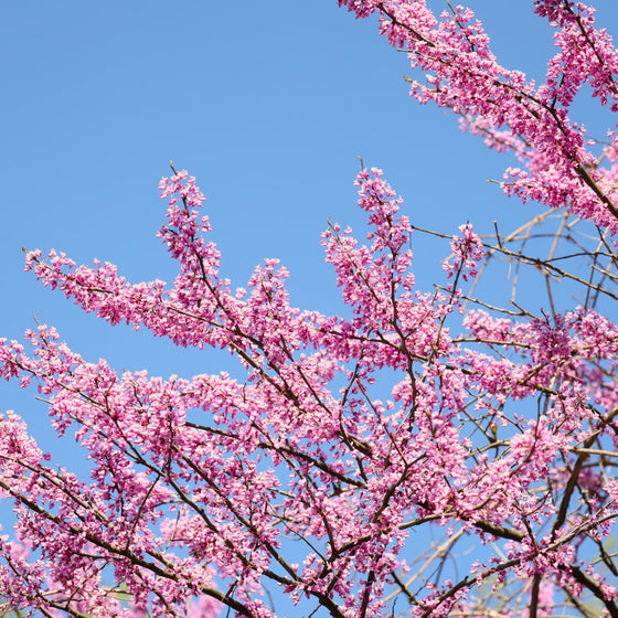 Buy Pink Pom Poms Eastern Redbud Tree, FREE SHIPPING, Wilson Bros Gardens, 3 Gallon Pot for Sale