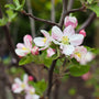 close up view of sweet pink blooms on red delicious apple tree