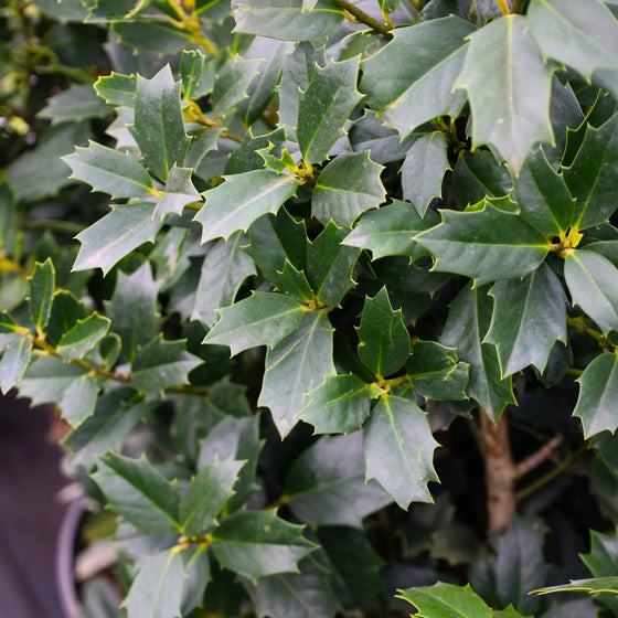 Prickly Leaves of a Oakland Holly Tree