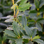 close up view of Prickly evergreen Leaves on Oakland Holly Tree