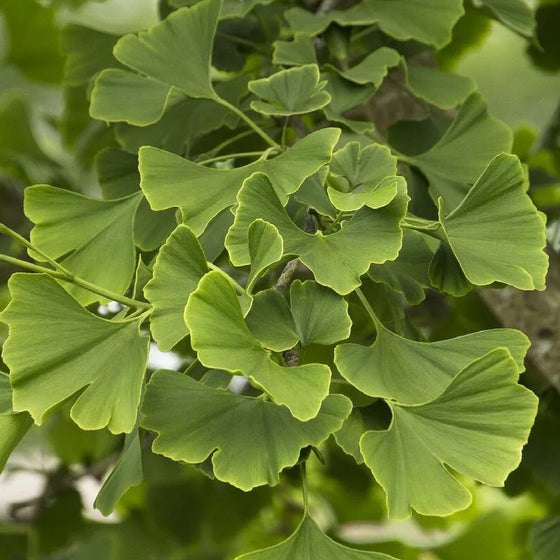 Close-up of Princeton Sentry Ginkgo fan-shaped leaves beginning to turn golden yellow in fall