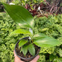 Rhaphidophora decursiva (Creeping Philodendron) Plants