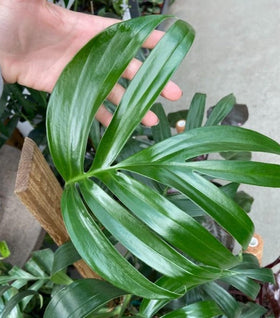 Rhaphidophora decursiva (Creeping Philodendron)