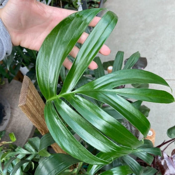 fenestrated foliage on Foliage on Rhaphidophora decursiva