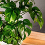 Mini Monstera Ginny is the mini version of Split Leaf Monstera