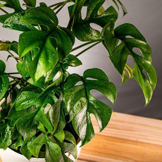 Mini Monstera Ginny is the mini version of Split Leaf Monstera